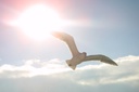 seagull