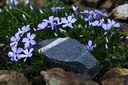 flowers (583 visits) flowers