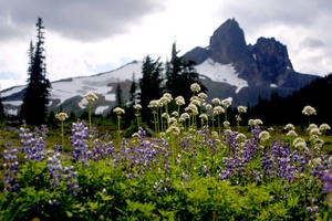 flowers and black-tusk