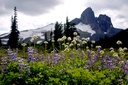 flowers and black-tusk (673 visits) flowers and black-tusk