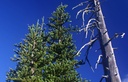 three trees (617 visits) three trees
