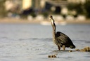 Great Blue Heron eat (1326 visits) Great Blue Heron eat