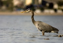 Great Blue Heron scoping (1054 visits) Great Blue Heron scoping