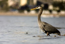 Great Blue Heron walking (1131 visits) Great Blue Heron walking