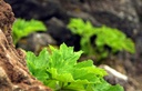 Garibaldi plant 1