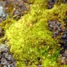 Garibaldi plant 3