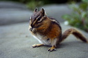 chipmunk