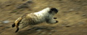 hoary marmot