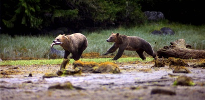 grizzly bears 09