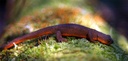 rough-skinned newt (953 visits) rough-skinned newt