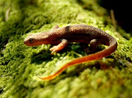 rough-skinned newt in sun