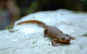 rough-skinned newt on rock (990 visits) rough-skinned newt on rock