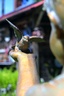 bird in boys hand