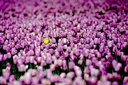 Tulip Festival in Skagit Valley
