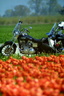 bike through the tulips