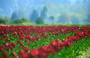 crashing tulips