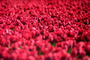 ocean redder tulips