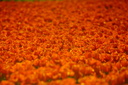orange tulips