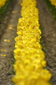 orderly row