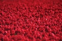 red tulips