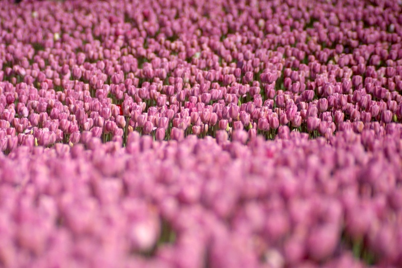 swells_of_pink_tulips.jpg