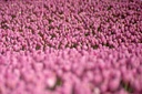 swells of pink tulips