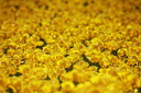 swells of yellow tulips