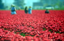 tourists tulips