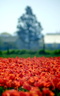 tree background