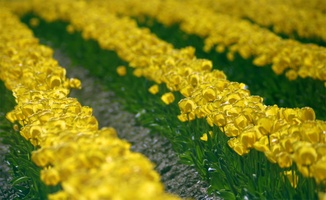 waves yellow tulips
