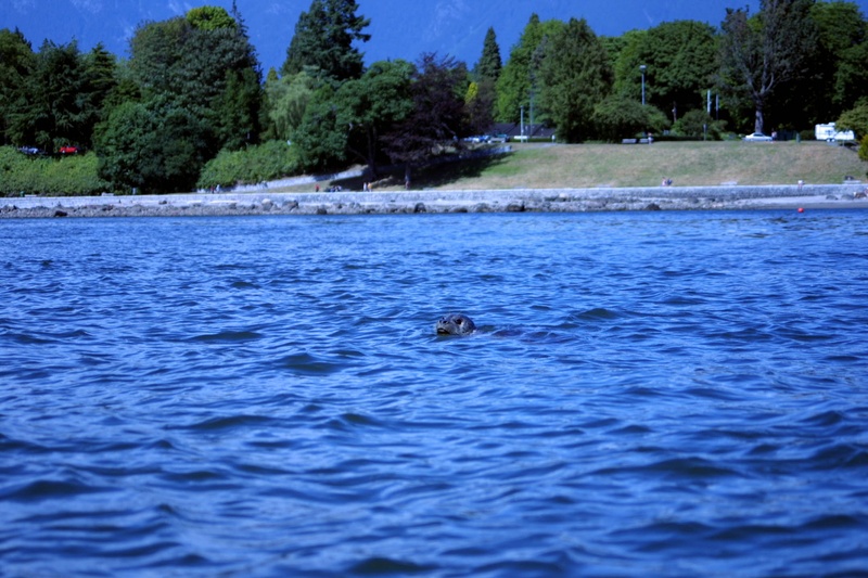 seal