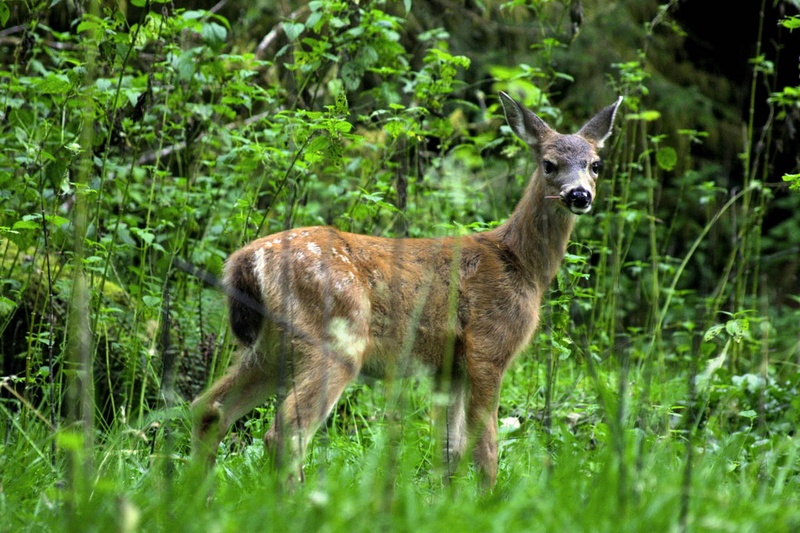 deer on benson