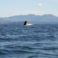 humpback-whales feeding