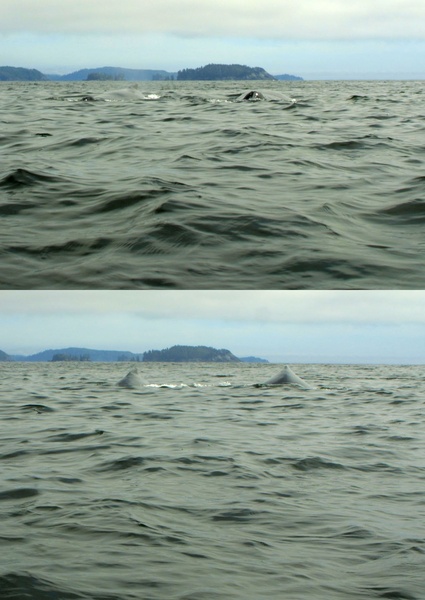humpback-whales_off_effingham-island.jpg