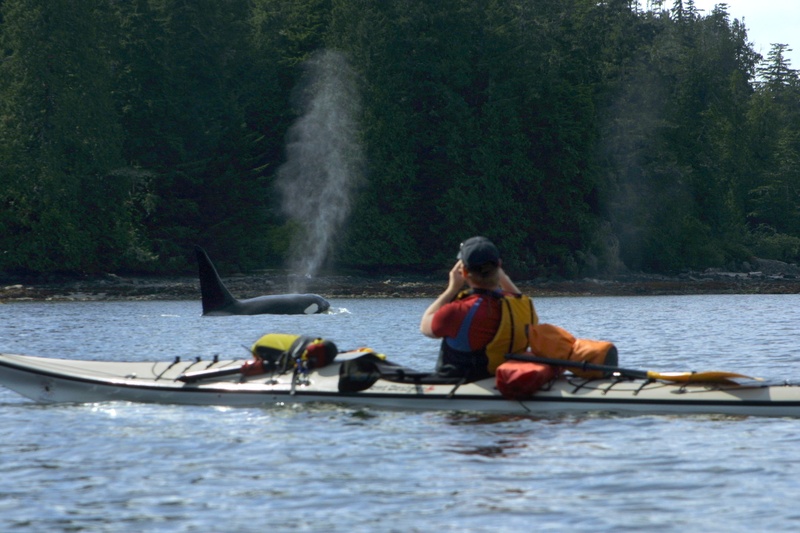 steve-orcas