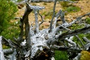 aged-wood