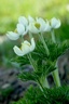 alpine-flower-2