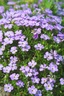 alpine-flower