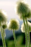 white pasqueflower