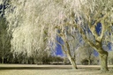 couple of trees-ir
