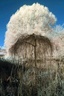 dual tree-ir