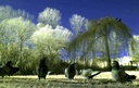 four pidgeons-ir