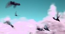 half a dozen pidgeons-ir
