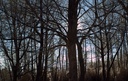 lots of branches-ir