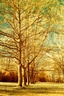 trees in a line-ir