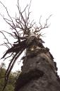 dead_tree.jpg