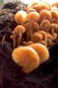 mushrooms