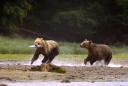 grizzly bears 08