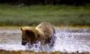 Knight Inlet Grizzly Bears Tide Rip Tours