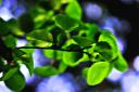 leaves